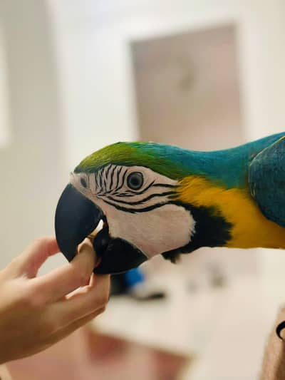 Yellow Gold Macaw 6 Months Old Fully Hand-Tamed Price Fixed Dead Final