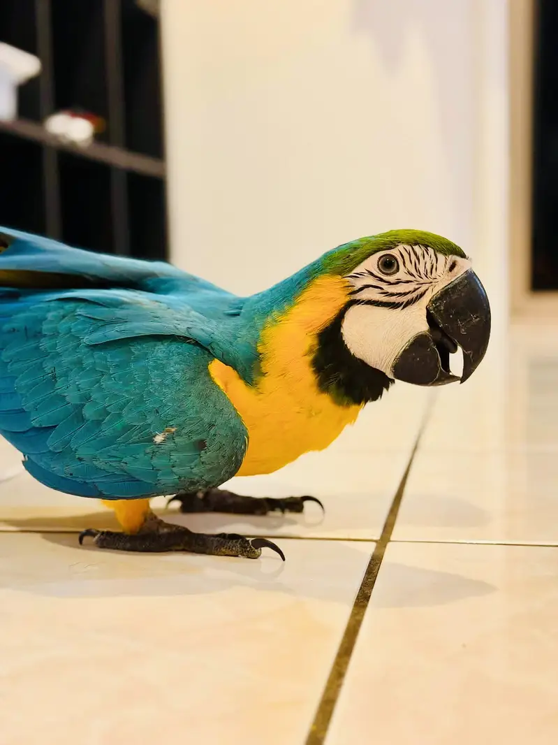 Yellow Gold Macaw 6 Months Old Fully Hand-Tamed Price Fixed Dead Final — photo 2