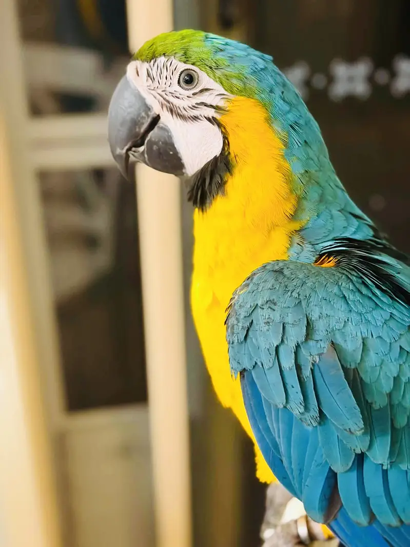 Yellow Gold Macaw 6 Months Old Fully Hand-Tamed Price Fixed Dead Final — photo 3
