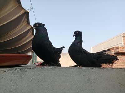 conorm breader pair