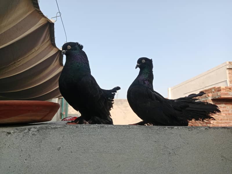 conorm breader pair 0