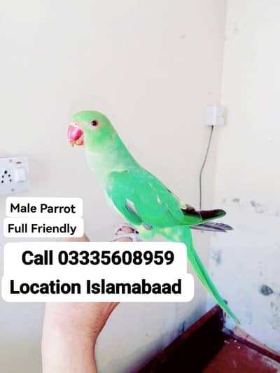 Fixed 5,000 Hand Tamed Friendly Green Ring Neck Male Parrot Jumbo Size