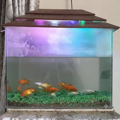 Aquarium with fish