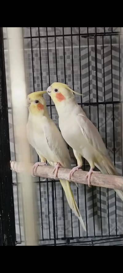 cocktail breeder pair