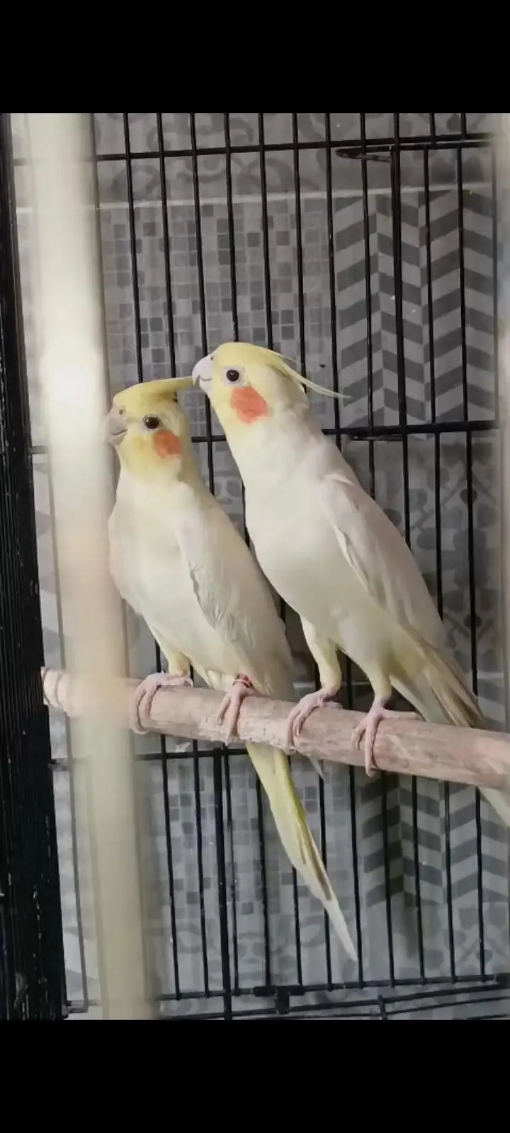 cocktail breeder pair — photo 2