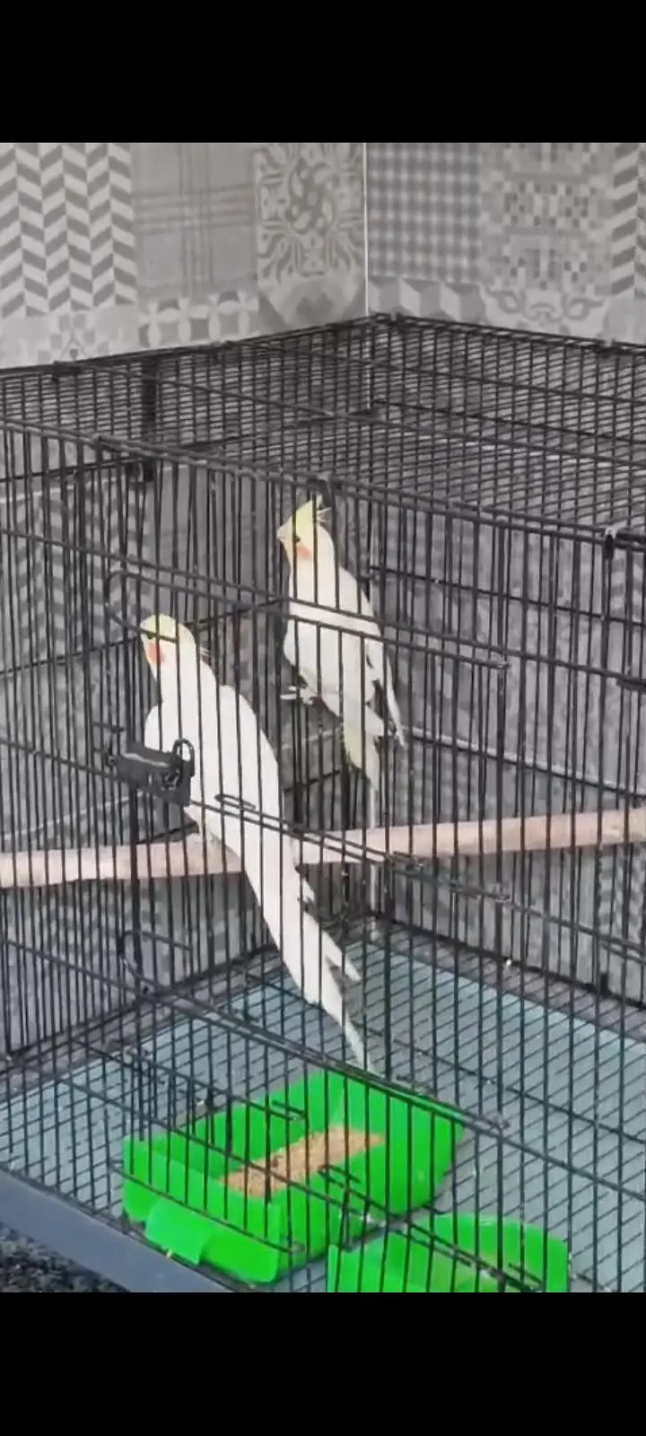 cocktail breeder pair — photo 3