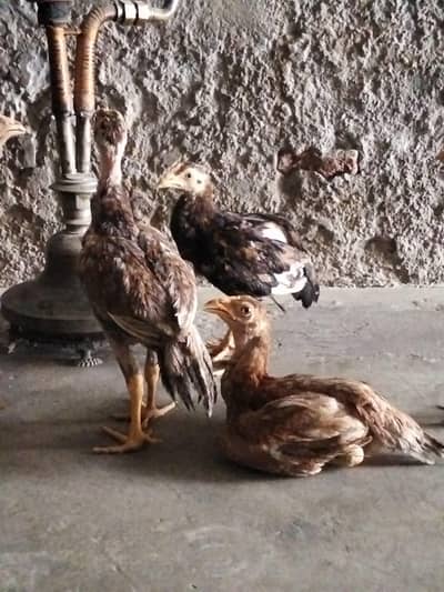 4 female 1 male