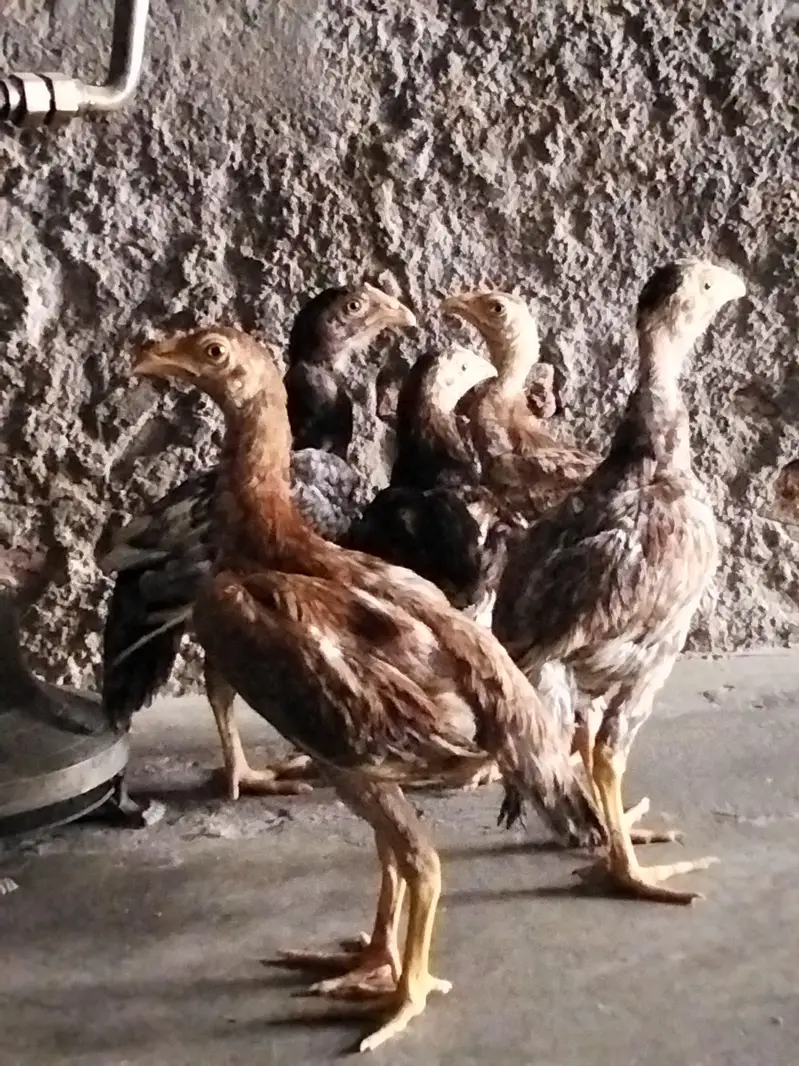 4 female 1 male — photo 2