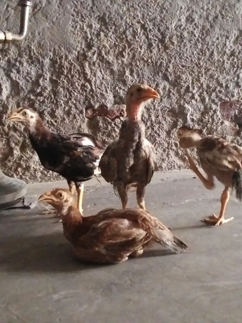 4 female 1 male — photo 3
