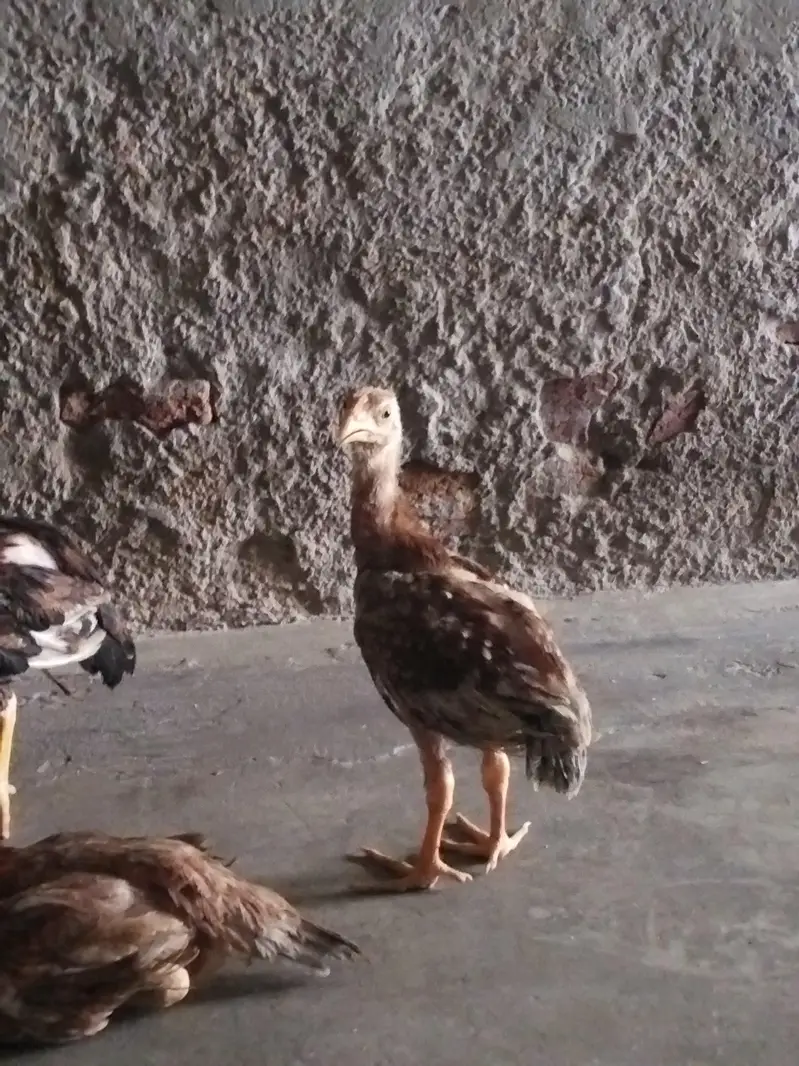 4 female 1 male — photo 4