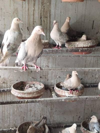 Chandan pegion for sale