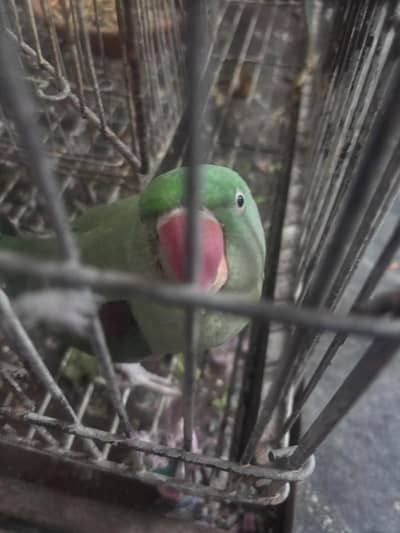Raw Parrot Pair