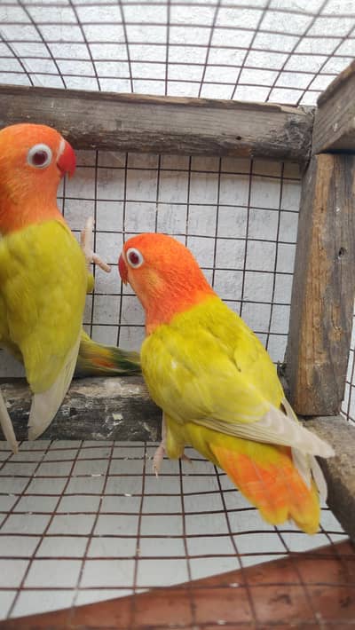 Love birds pairs
