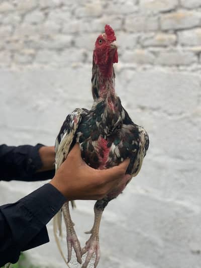 pure aseel home breed patha urgent sale