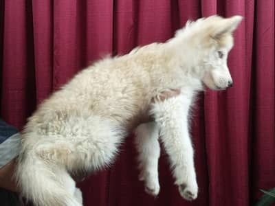 Husky Puppy pair