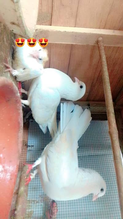 beautiful pair with baby