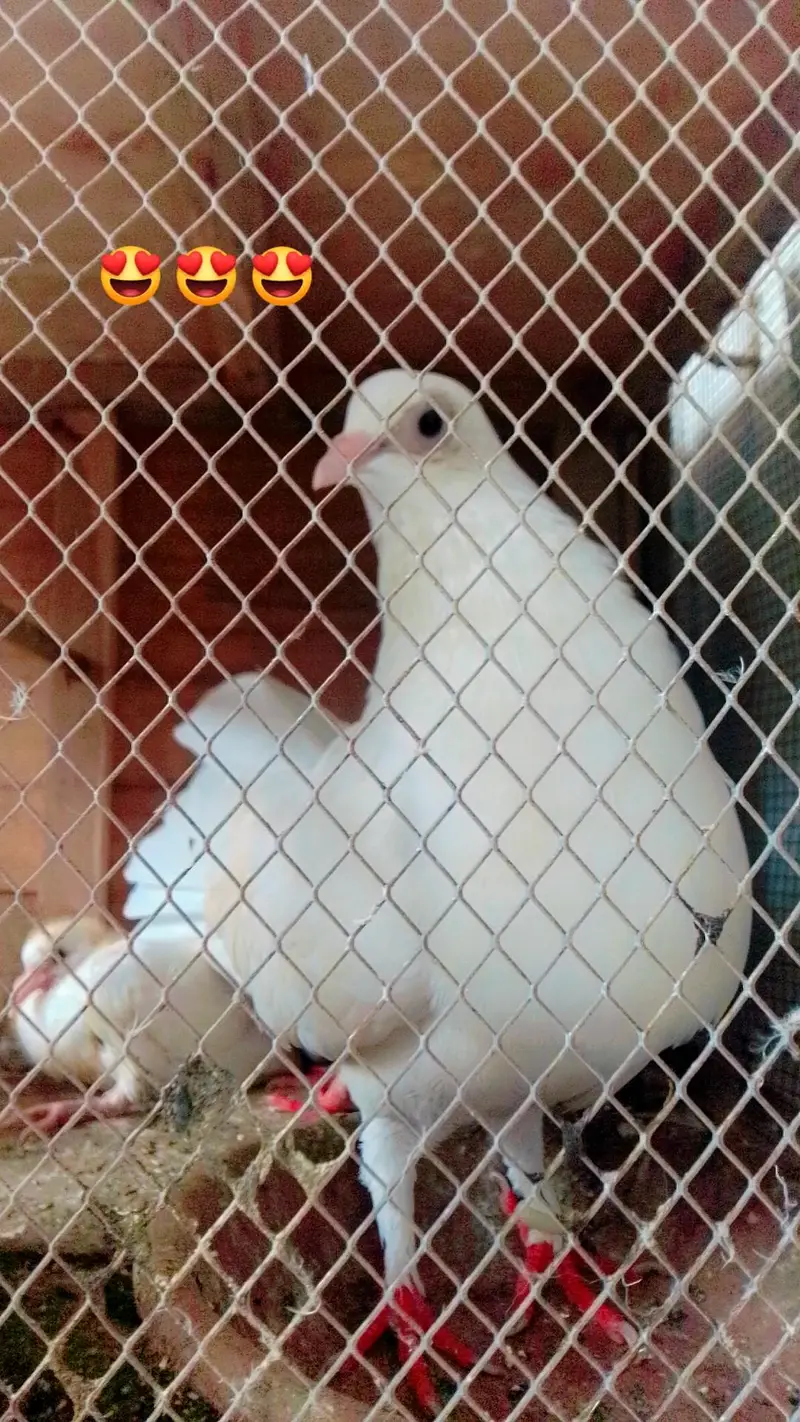 beautiful pair with baby — photo 2