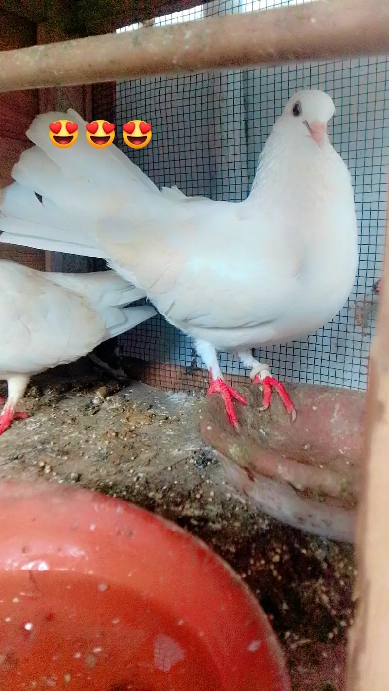 beautiful pair with baby — photo 3