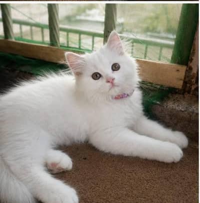 Extremely Cute & Playful White Persian Kitten (4-5 Months)
