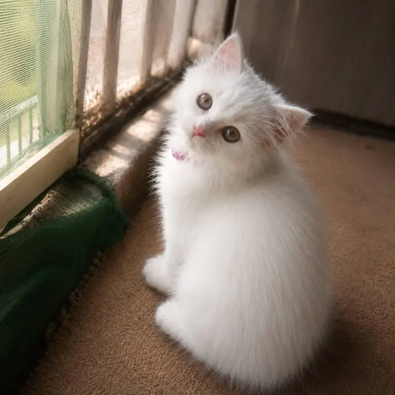 Extremely Cute & Playful White Persian Kitten (4-5 Months) — photo 3