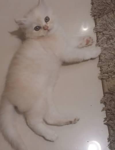 persian 4 months old kitten for sale