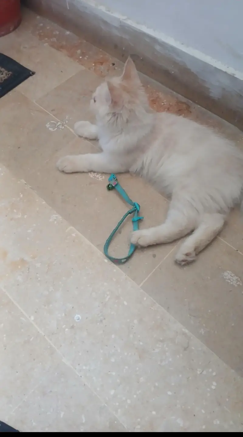 persian 4 months old kitten for sale — photo 2