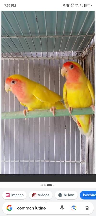 love birds pair