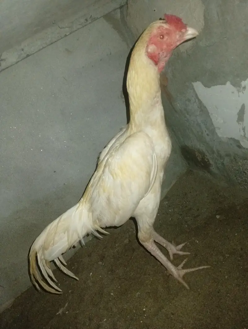 Aseel Heera Patha 03410011102 — photo 2