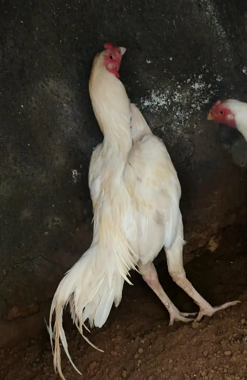 Aseel Heera Patha 03410011102 — photo 3