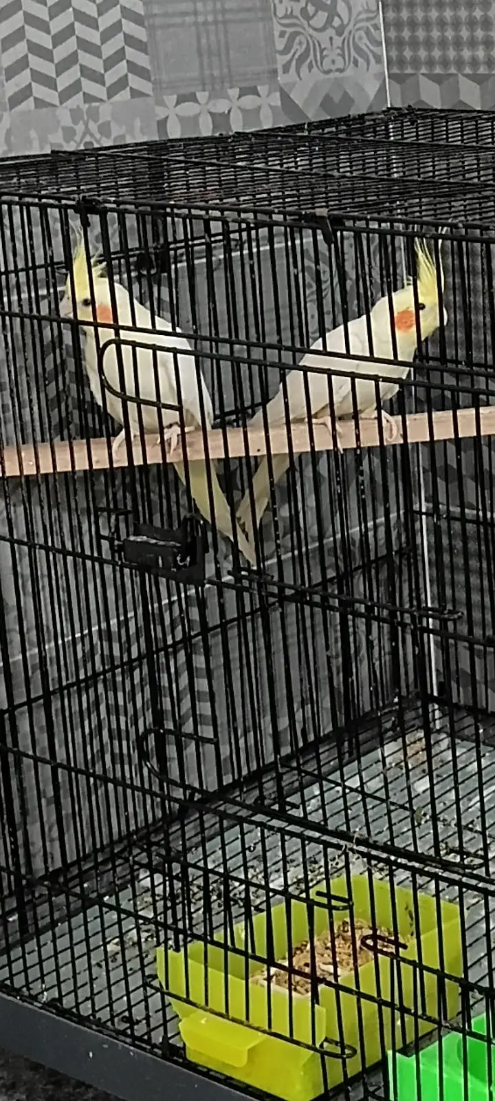 cocktail breeder pair — photo 4