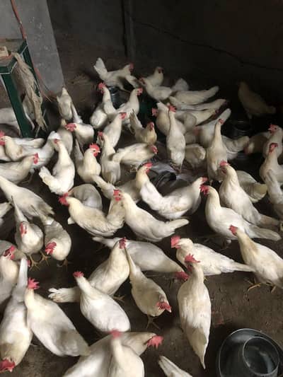 layer per piece 1550 me 135 hai total or Sirf 17din se egg da Rahe hai