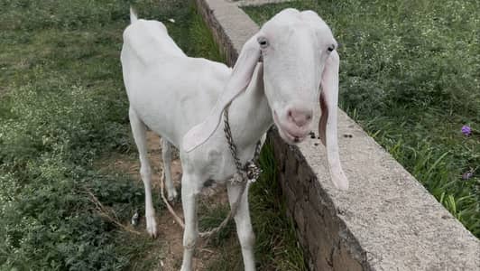 Gulabi Beetal white Goat For sale Fully Active
