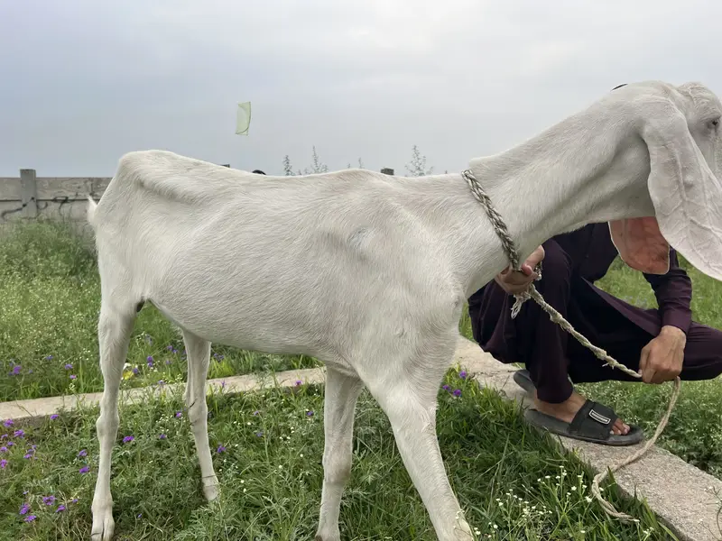 Gulabi Beetal white Goat For sale Fully Active — photo 2