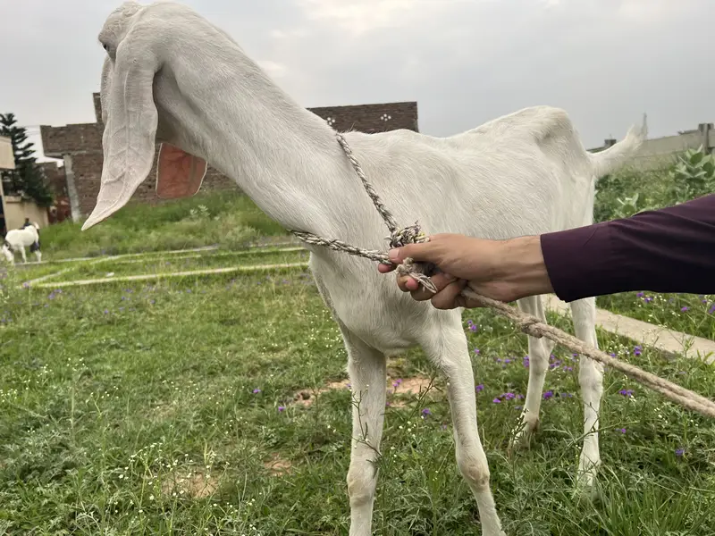 Gulabi Beetal white Goat For sale Fully Active — photo 3
