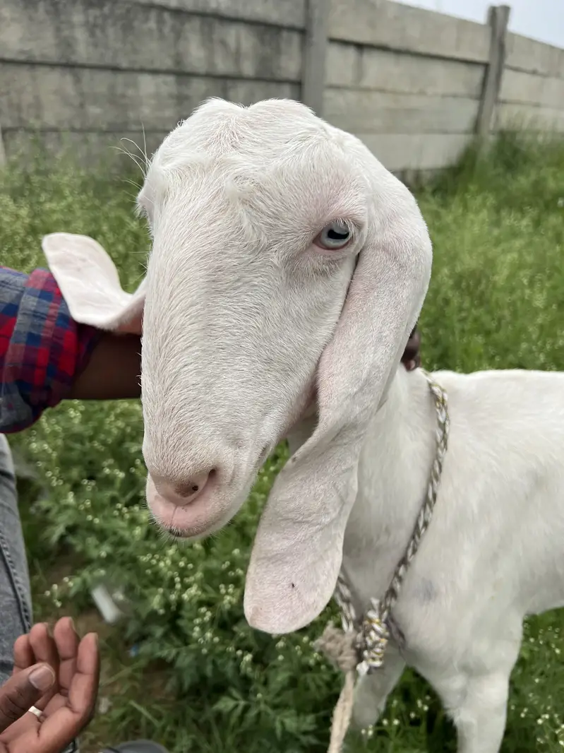 Gulabi Beetal white Goat For sale Fully Active — photo 4