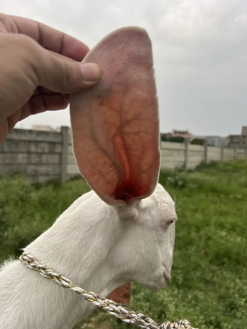 Gulabi Beetal white Goat For sale Fully Active — photo 5
