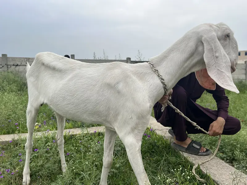 Gulabi Beetal white Goat For sale Fully Active — photo 6