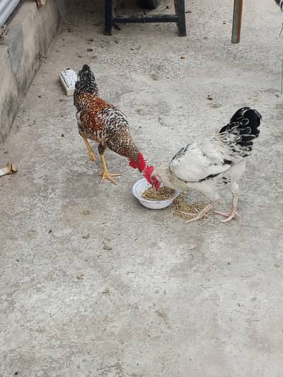 03436602706 golden pathay