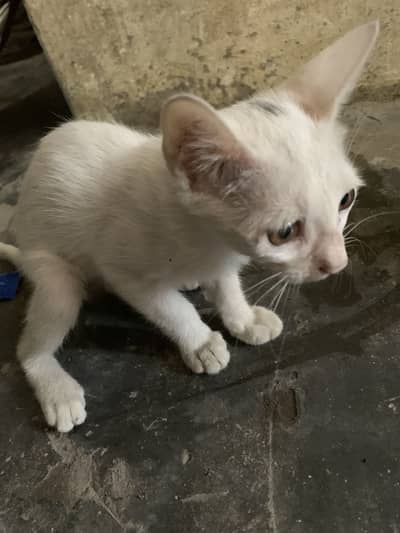 Single coat Persian