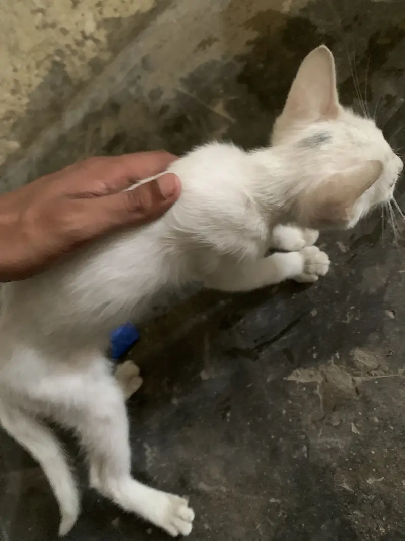 Single coat Persian — photo 2