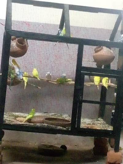 Australian parrots for sale.