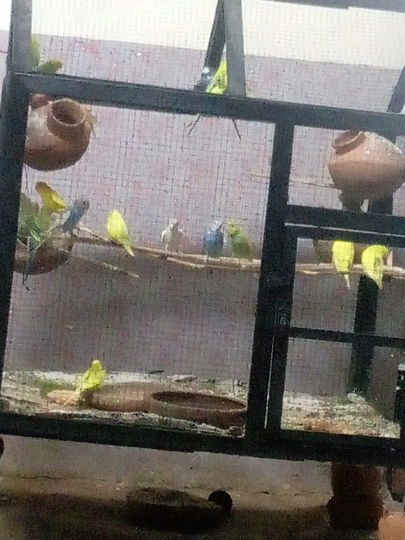 Australian parrots for sale. — photo 2