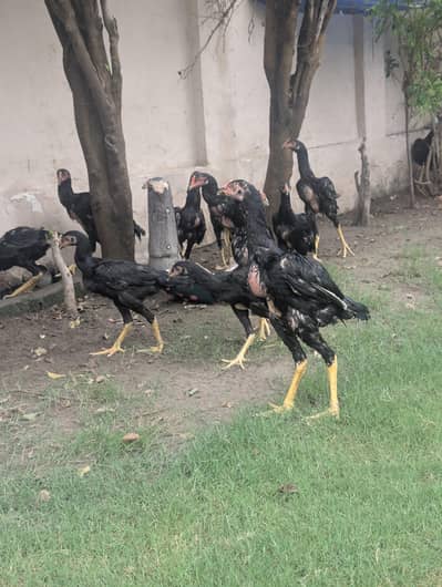 Black OH shamo chicks 3 months