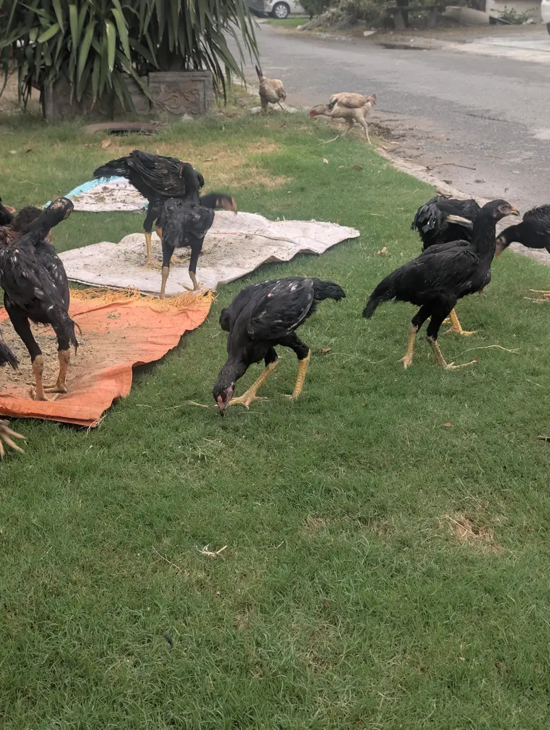 Black OH shamo chicks 3 months — photo 2
