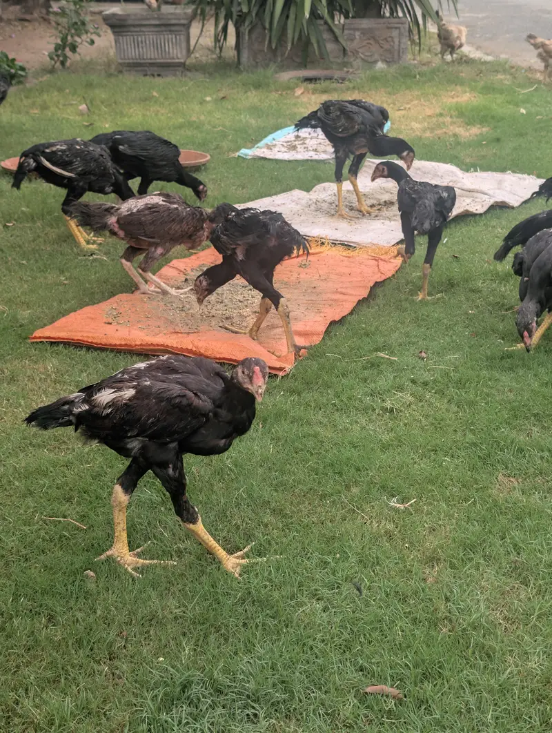Black OH shamo chicks 3 months — photo 3