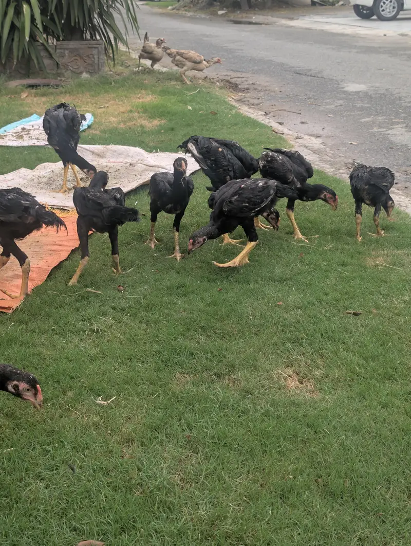 Black OH shamo chicks 3 months — photo 4