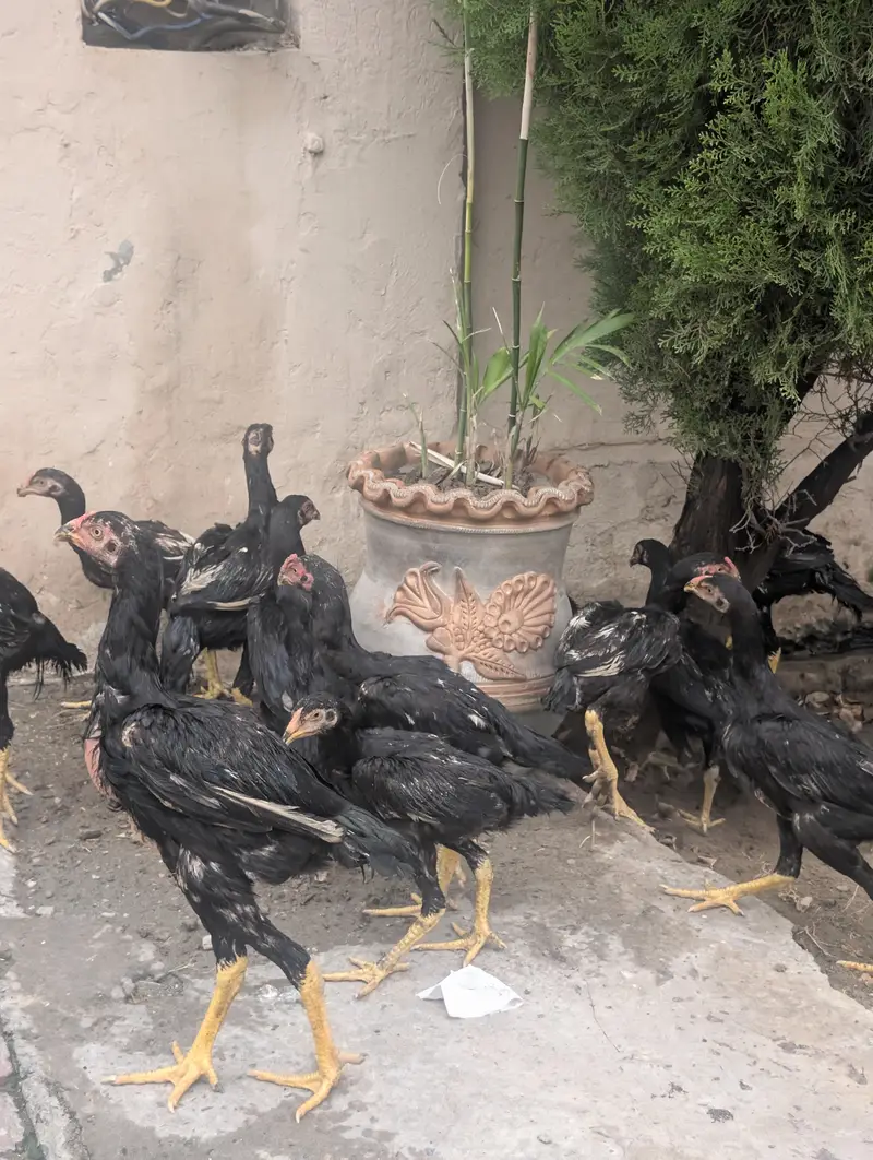 Black OH shamo chicks 3 months — photo 5