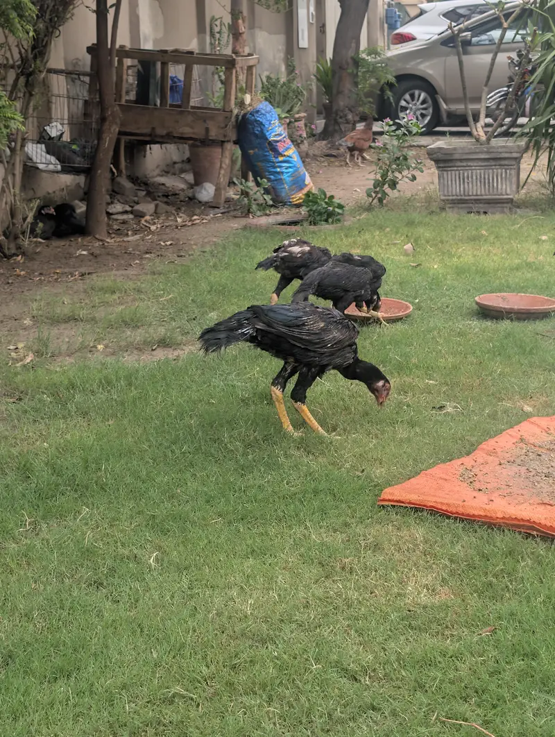 Black OH shamo chicks 3 months — photo 6