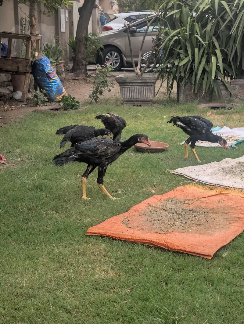 Black OH shamo chicks 3 months — photo 7