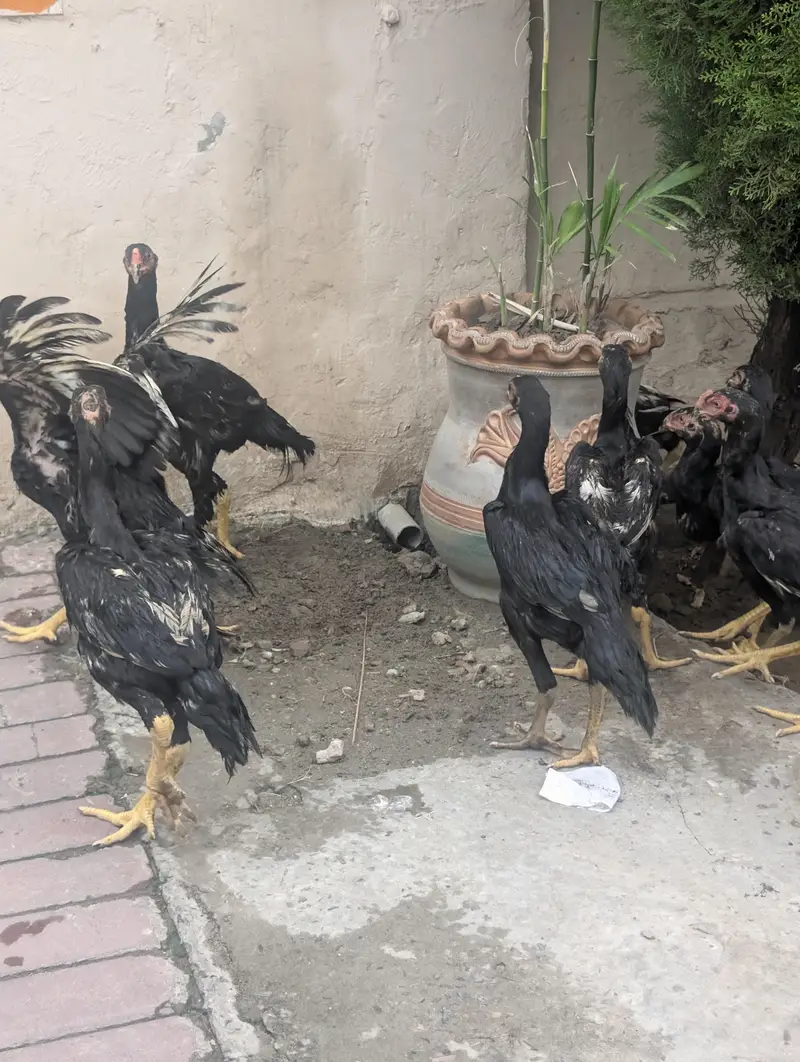 Black OH shamo chicks 3 months — photo 8